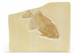 Fossil Fish (Phareodus) - Uncommon Species #316609-1